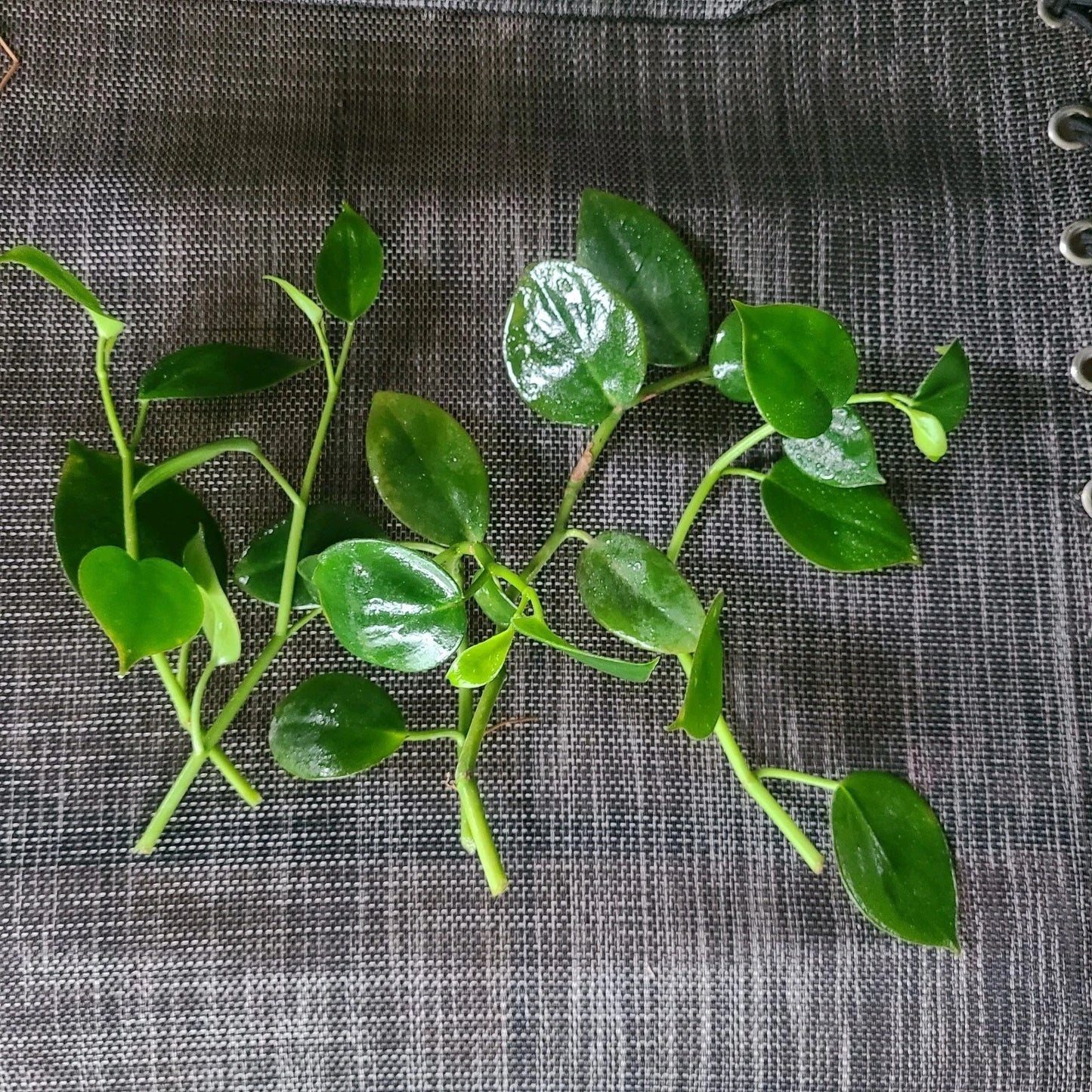 Peperomia 'Cupid' Cuttings - 6 No Root Stem Cuttings - Indoor Houseplant - Easy Care, Low Light Varieties