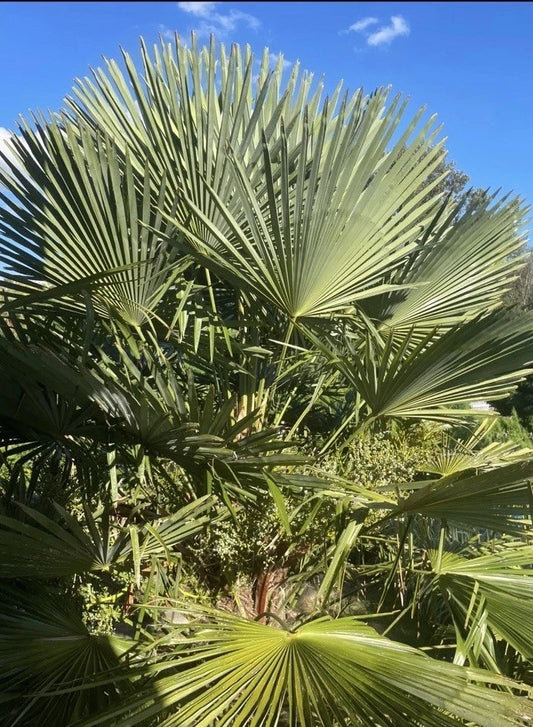10 Live Windmill Palm Seedlings + 10 Seeds, Trachycarpus fortunei, Very Cold Hardy, High Quality Genetics