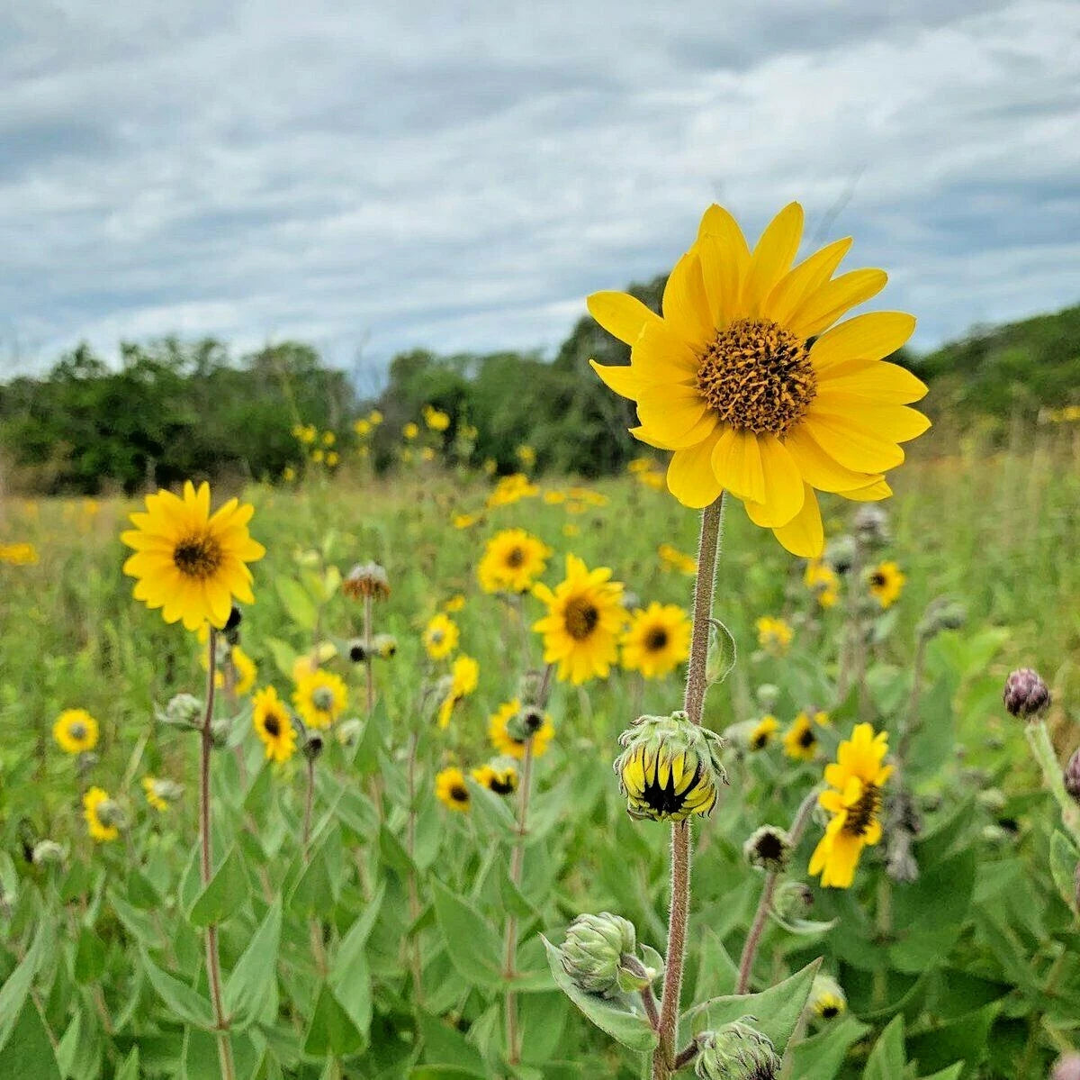 Downy Sunflower Seeds - 101+ Native Prairie Wildflower - Drought-Tolerant Summer & Fall Blooms - Helianthus mollis