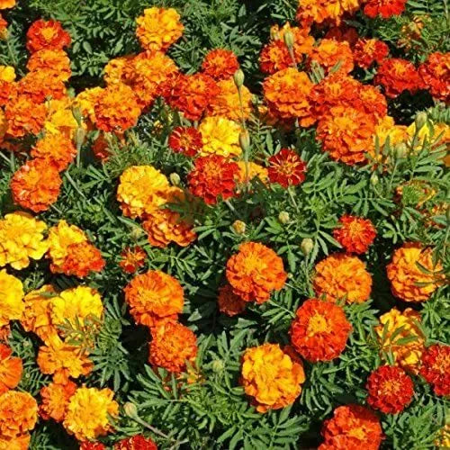 500 Marigold Seeds for Planting, Multi-Colored Flowers, Tagetes spp.