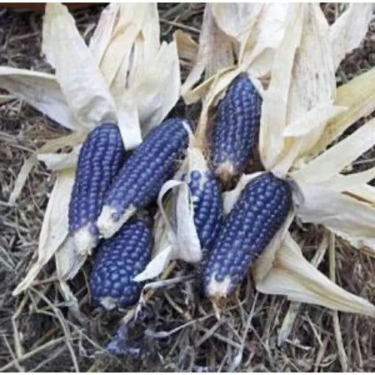 20 Seeds - Blue Shaman Popcorn Heirloom - Zea mays everta - Non-GMO, Organic, Free Shipping