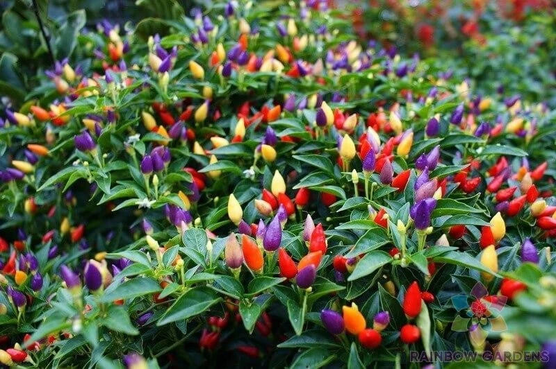 Bolivian Rainbow Hot Pepper Seeds - 25+ Count for Garden Planting - Capsicum baccatum