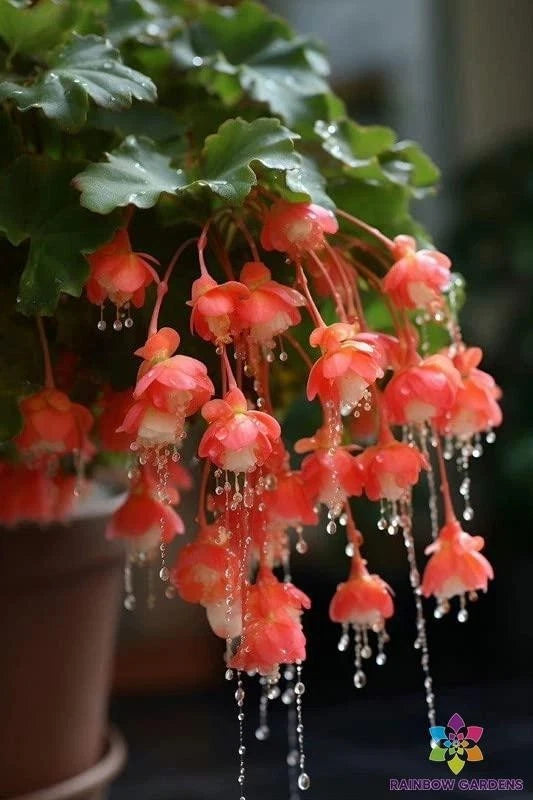 25+ Red Weeping Begonia Seeds | Ideal for Garden Planting | Begonia x tuberhybrida | USA Seller