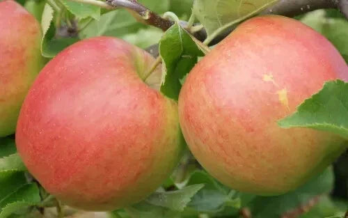 25+ Jonagold Apple Seeds for Planting - Malus domestica - USA Grown - Ideal for Home Garden