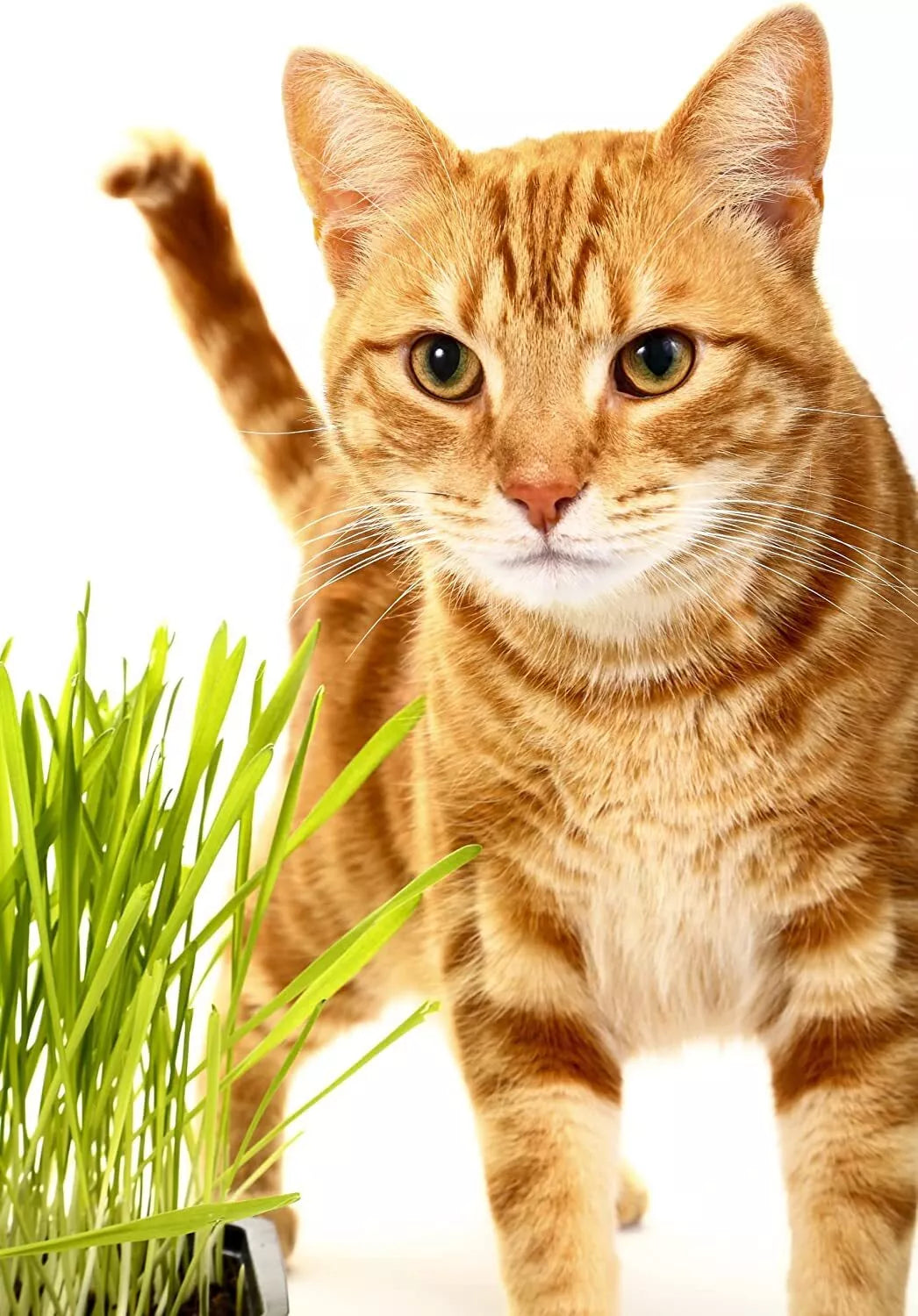 Catgrass Seeds - Hard Red Winter Wheat - Non-GMO, High Germination, 4 oz