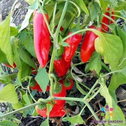 Chipotle Morita Hot Pepper Seeds - 25+ Premium Seeds for Garden Planting - Capsicum annuum - USA