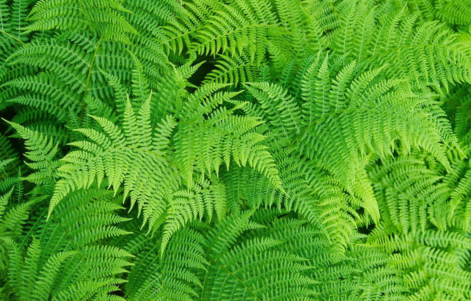 Lady Fern Spores (Seeds) Filix Femina, Cold Hardy, Large Up to 3' Tall, Hardy Fern for Gardens and Landscapes