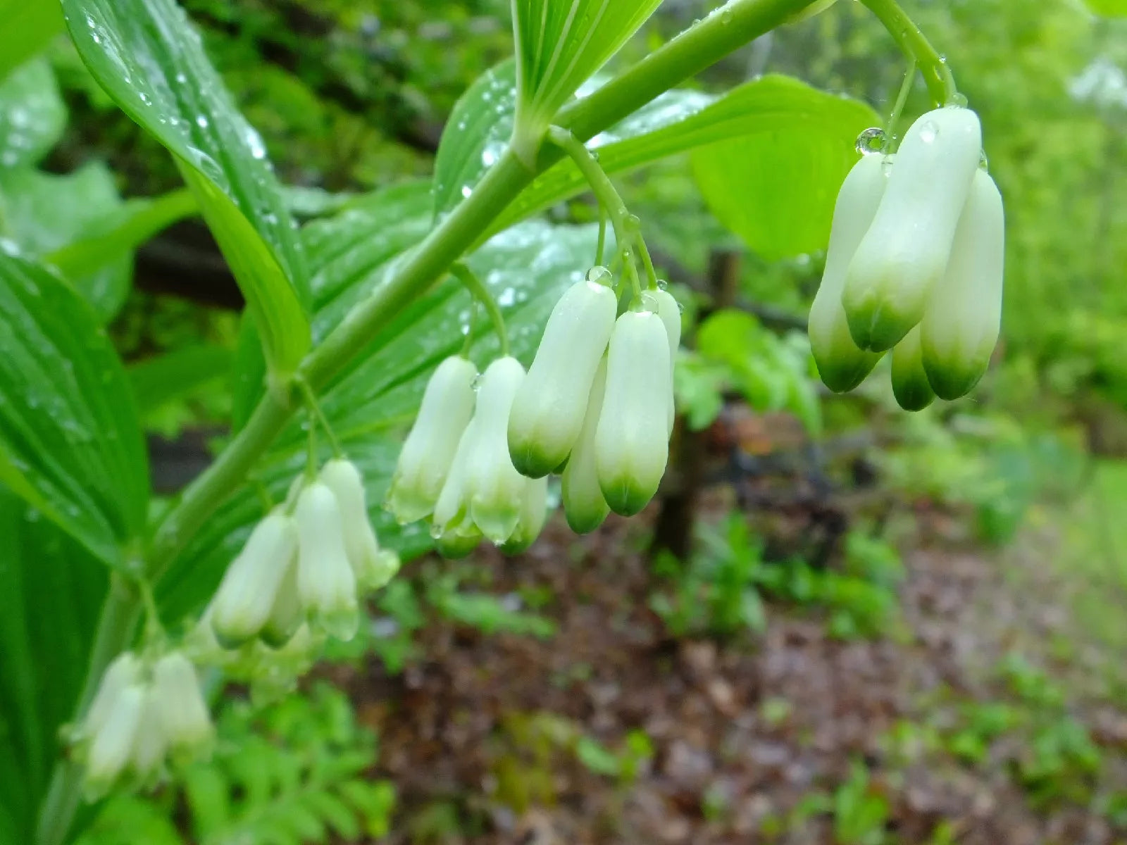 10 Seeds Solomon's Seal Shade Perennial - Polygonatum biflorum - Buy 15 Get Free Shipping