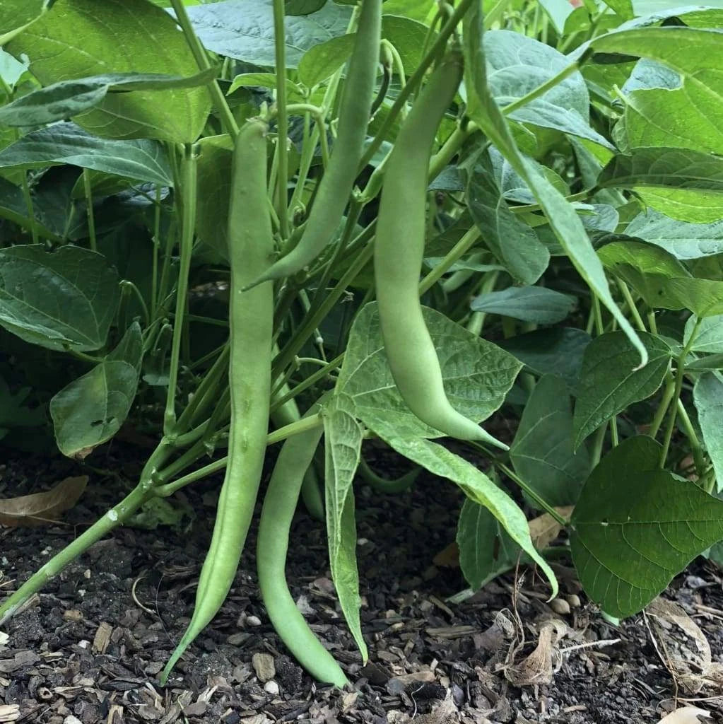 Improved Tendergreen Bean Seeds - 50 Pack, Bush Stringless Green Vegetable, Ideal for Garden - Phaseolus vulgaris