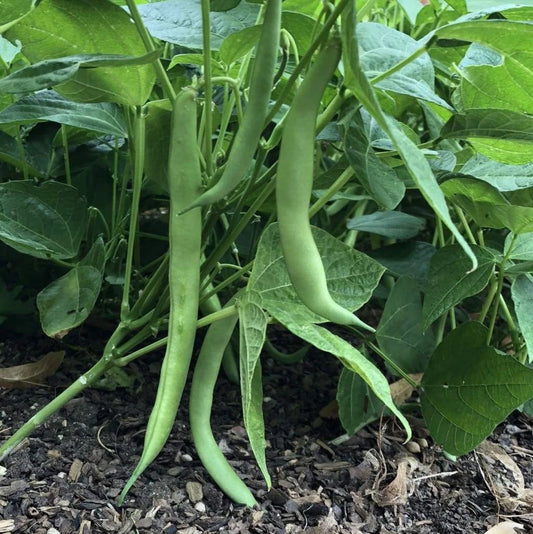 Improved Tendergreen Bean Seeds - 50 Pack, Bush Stringless Green Vegetable, Ideal for Garden - Phaseolus vulgaris