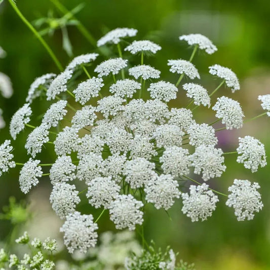 Bishop's Flower Seeds - 300+ Ammi Majus White Annual Seeds - Non-GMO, USA Grown