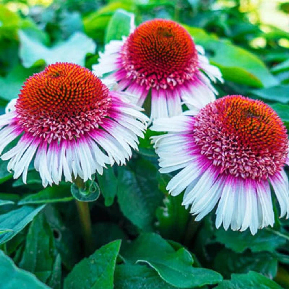 50 Strawberry & Cream Coneflower Seeds | Echinacea Perennial Flowers | Colorful Garden Planting
