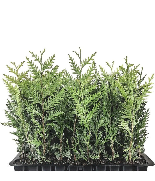 Emerald Green Arborvitae Trees - 10 Starter Plants, Thuja occidentalis 'Emerald Green', Privacy Shrubs, Cold Hardy, Pyramidal Shape