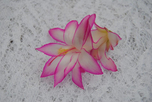 Christmas Cactus Starter Plant - Fairy Tale - Healthy Well-Rooted Schlumbergera Truncata