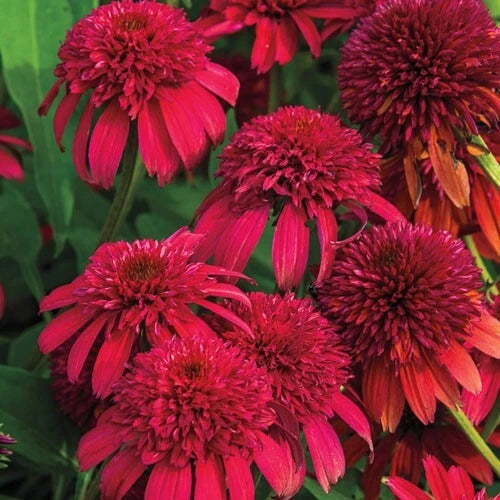 50 Double Cranberry Coneflower Seeds - Echinacea Purpurea Perennial Flower Seeds for Garden Planting