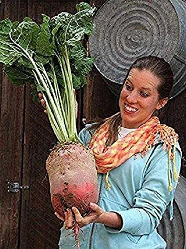 Mammoth Mangel Beet Seeds - 50 Pack - Heirloom Vegetable Seeds for Planting - Beta vulgaris