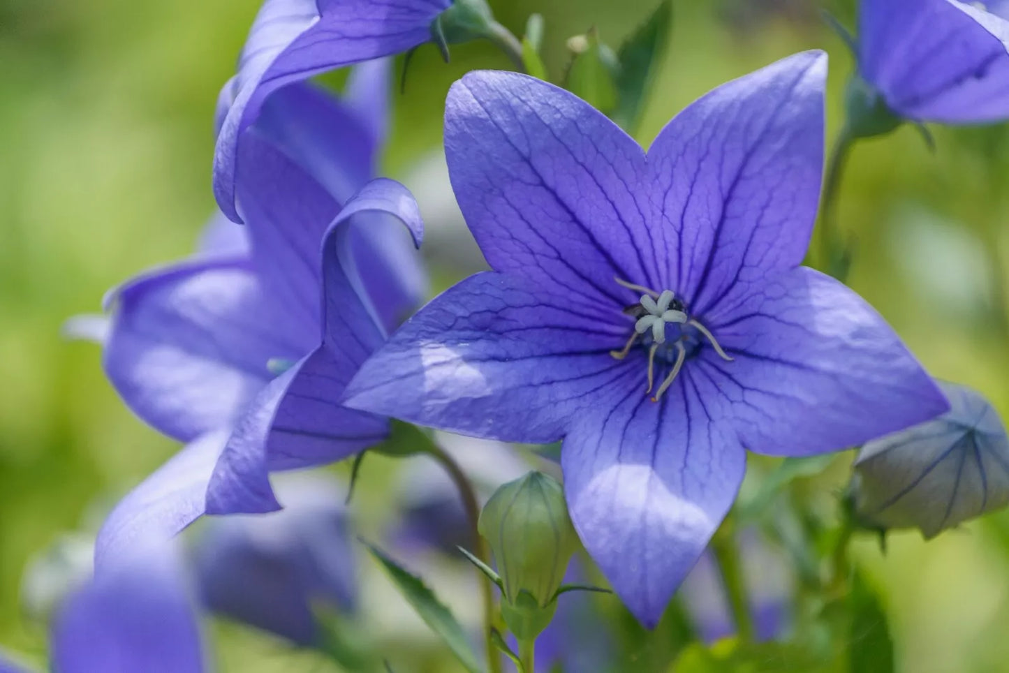 Balloon Flower Seeds - Toraji Variety - Platycodon grandiflorus - 100+ Seeds - Free Shipping USA