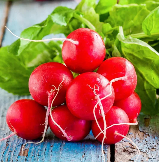 Champion Radish Seeds | Red German Giant Cherry Belle Daikon | Raphanus sativus | 2025