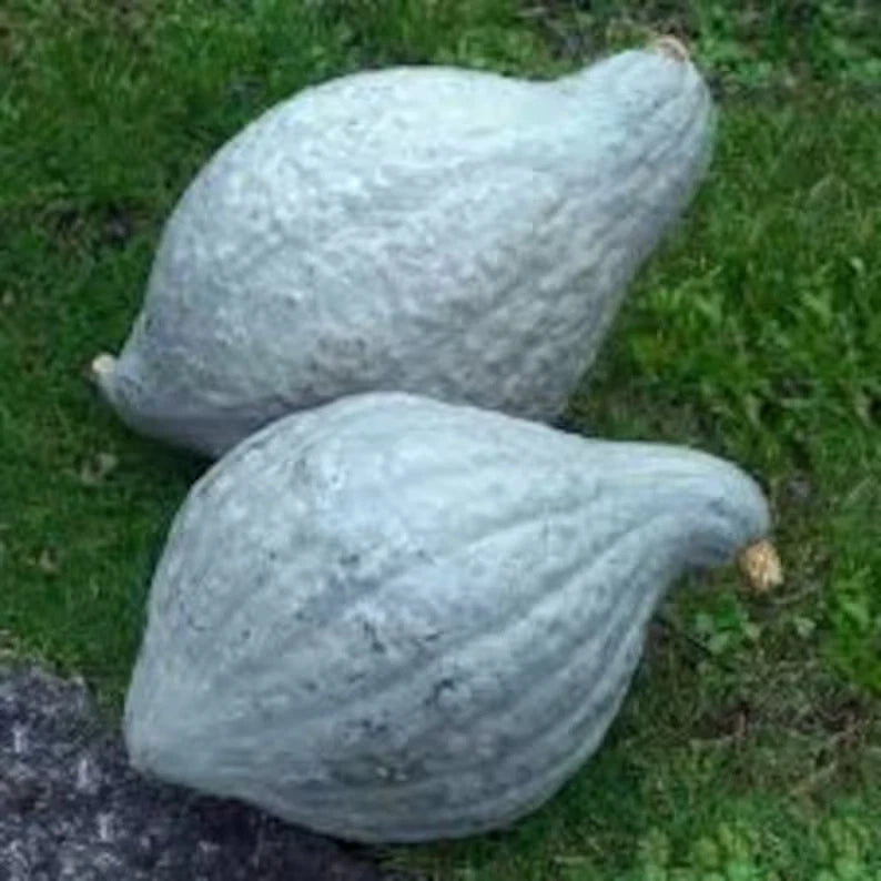 Blue Hubbard Squash Seeds - 10 Organic Seeds - Cucurbita maxima - USA Grown, Free Shipping