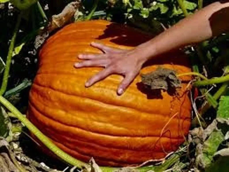 Big Max Pumpkin Seeds - Organic USA Seeds - 10 Count - Perfect for Giant Pumpkins - Cucurbita maxima