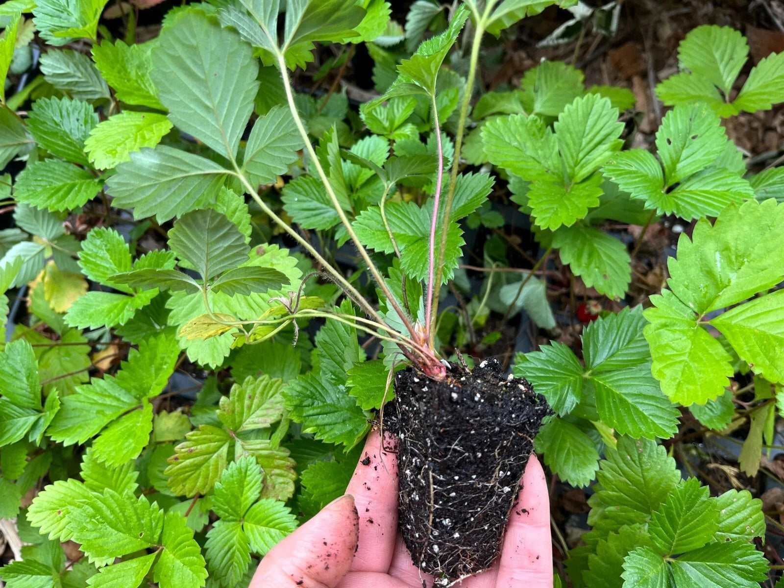 Alpine Strawberry Live Plant 2" Pot, Well-Rooted Starter Plant, Fragaria vesca, Healthy Growth