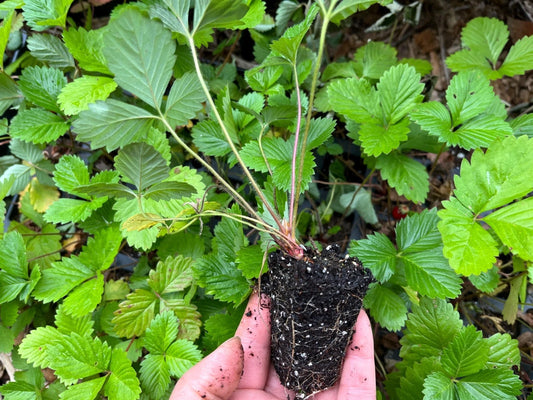 Alpine Strawberry Live Plant 2" Pot, Well-Rooted Starter Plant, Fragaria vesca, Healthy Growth