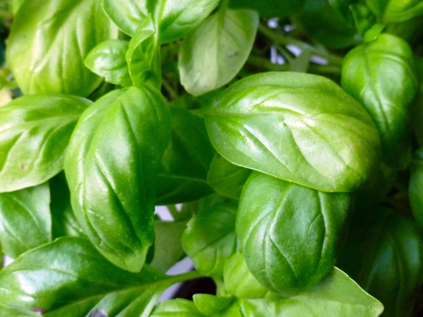 Basil Seeds 750 Count - Italian Broadleaf Sweet Herb - Ocimum basilicum - GroCo USA - Buy 15 Ships Free