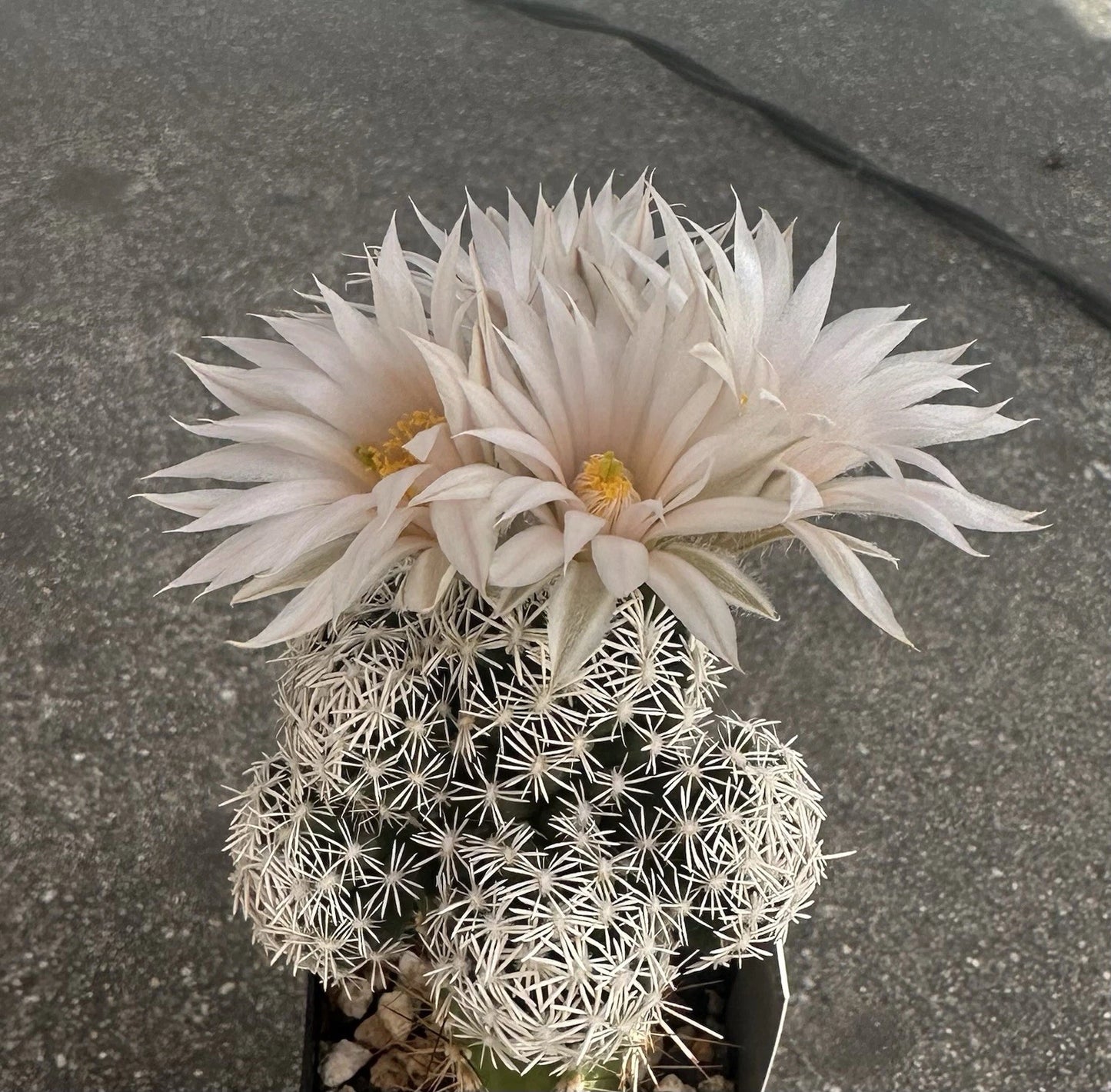 25 Seeds Escobaria Abdita Cactus Seeds | Rare Succulent Seeds for Planting | Unique Desert Flora