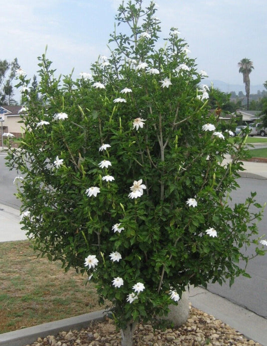 Gardenia Thunbergia Seeds - Rare South African Flowering Fragrant Fresh 3 Seed Pods