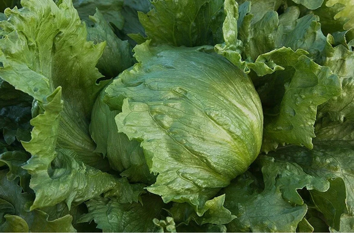 Iceberg Lettuce Seeds - Organic Non-GMO Edible Vegetable for Home Garden - Lactuca sativa