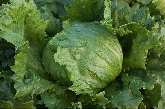 Iceberg Lettuce Seeds - Organic Non-GMO Edible Vegetable for Home Garden - Lactuca sativa