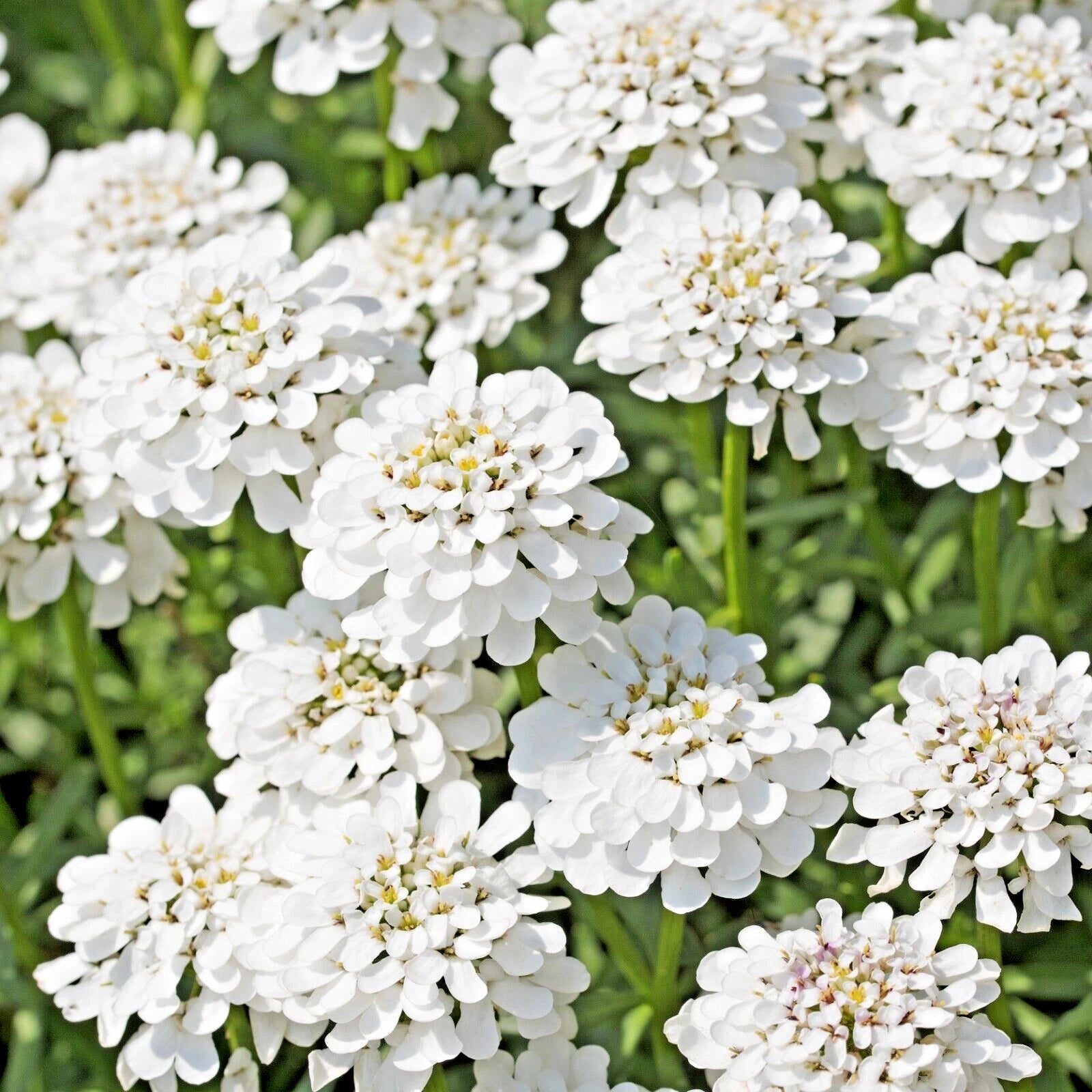 Evergreen Candytuft Seeds, 100 Count, Snow White, Perennial, Iberis Sempervirens