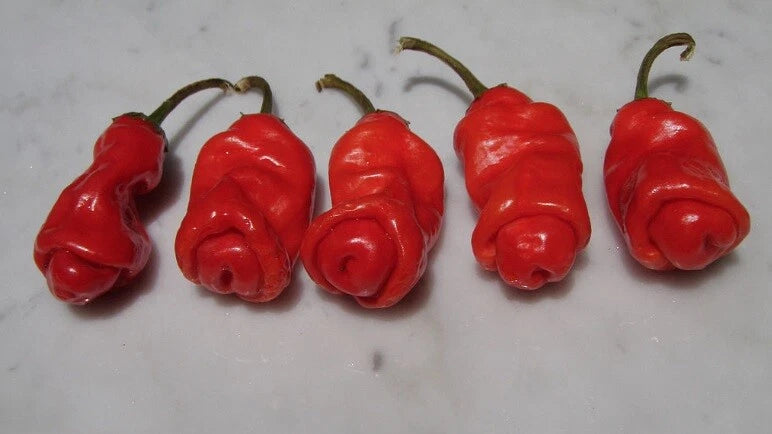 Red Peter Pepper Seeds - 10 Heirloom Seeds - Very Hot & Unique Chili (Capsicum annuum) - Rare Gift Idea