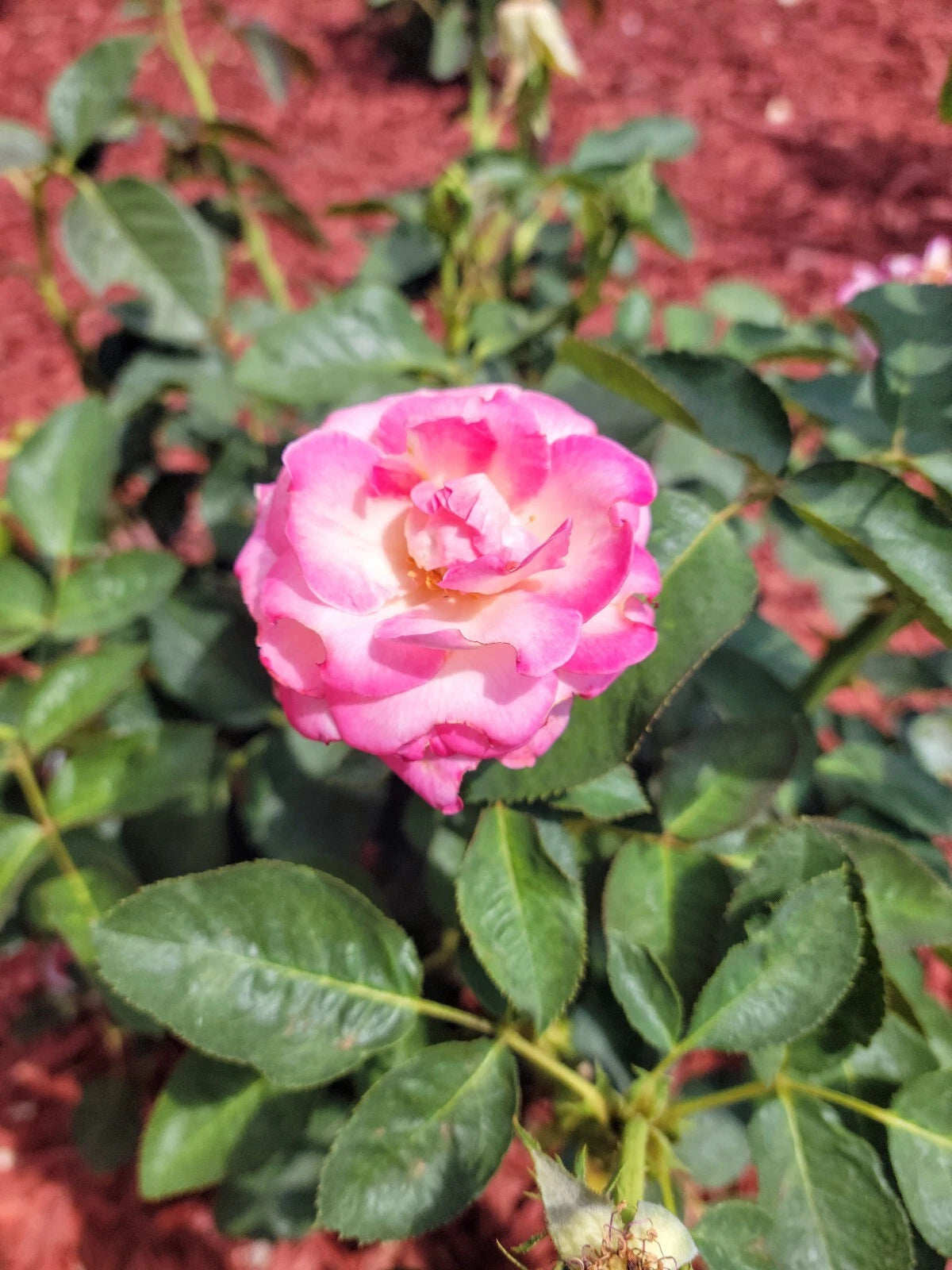 Cali Dreamin Rose Cuttings - 4 Pack - Garden Roses - Rosa spp.