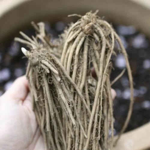 Mary Washington Asparagus Crowns - 10 Bare Root 2-Year Plants - Hand-Picked - Asparagus officinalis