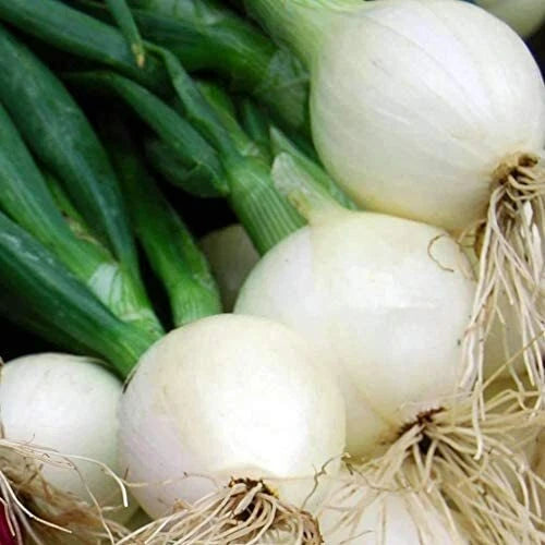 Crystal White Wax Onion Seeds | Heirloom Non-GMO | Vegetable Gardening | Allium cepa
