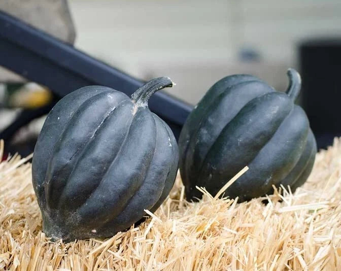 Black Betty Acorn Seeds - 10 Pack - Black Table Squash - Cucurbita pepo