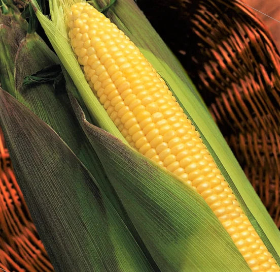 Kandy Korn Yellow Sweet Corn Seeds | Red Husk EH Hybrid | Untreated Vegetable Seeds | Zea Mays