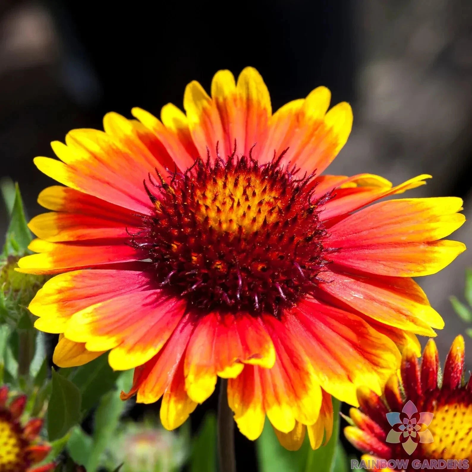 Arizona Sun Rudbeckia Seeds - 200+ Count - Black-Eyed Susan - Rudbeckia hirta - USA Grown - Free Shipping