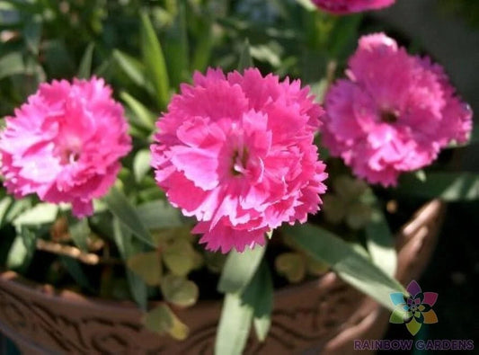 Chinese Pink Carnation Seeds - 200+ Pack for Garden Planting - Dianthus caryophyllus - USA Grown, Free Shipping
