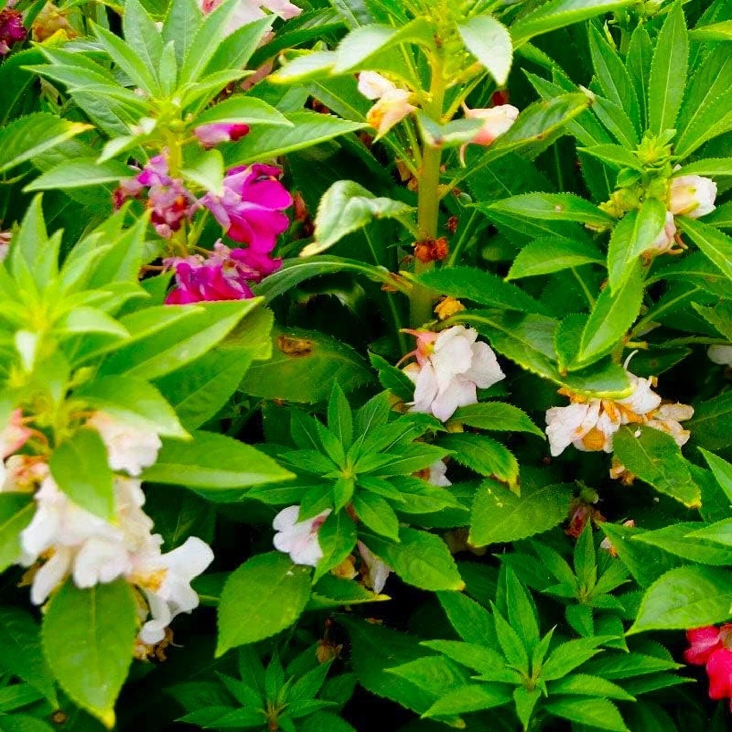 Balsam Seeds - 50 Pack - Impatiens Flowers - Non-GMO Garden Seeds for Planting - Colorful Blooms