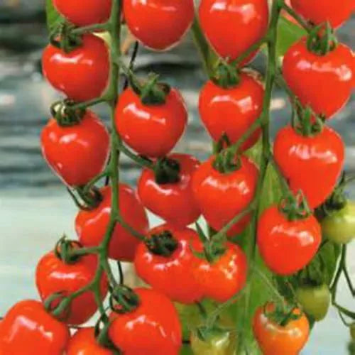 Cherry Tomato Seeds - Sweet Flavor Variety - Heirloom Cherry Berries - Solanum lycopersicum