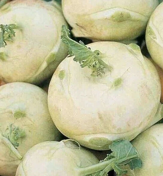 Kohlrabi Seeds 300+ White Vienna Healthy Garden Vegetable Culinary Brassica oleracea