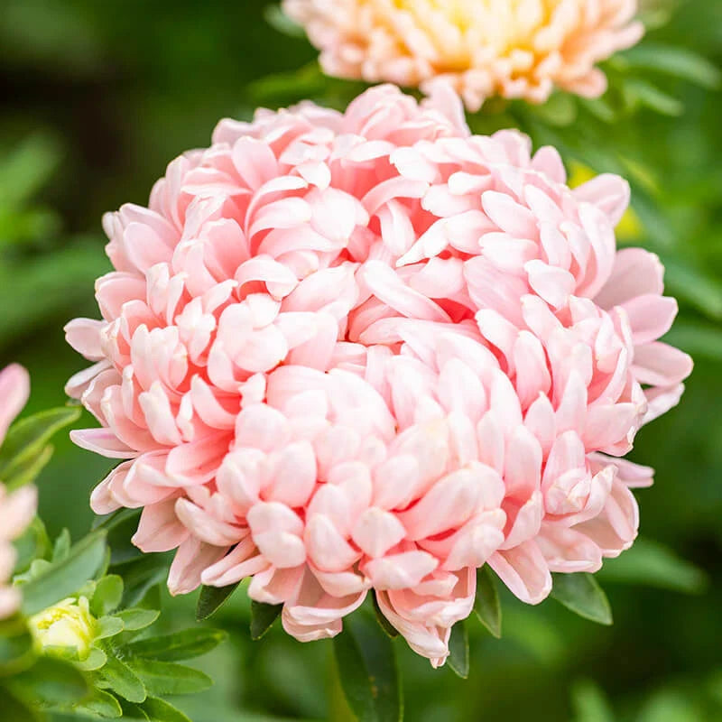 Peony Seeds | 50 - 1,000 Duchess Apricot Aster | Paeony - High-Quality Flower Seeds for Garden Planting