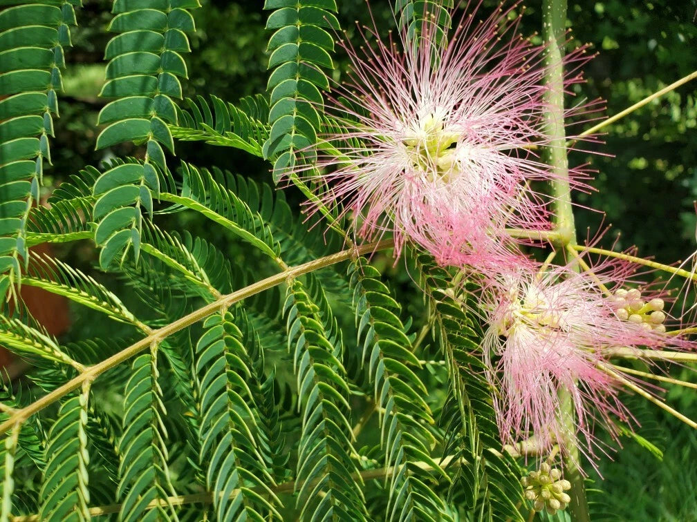 Pink Mimosa Tree Cuttings 6-8" | Albizia julibrissin | Attracts Honey Bees, Butterflies & Hummingbirds