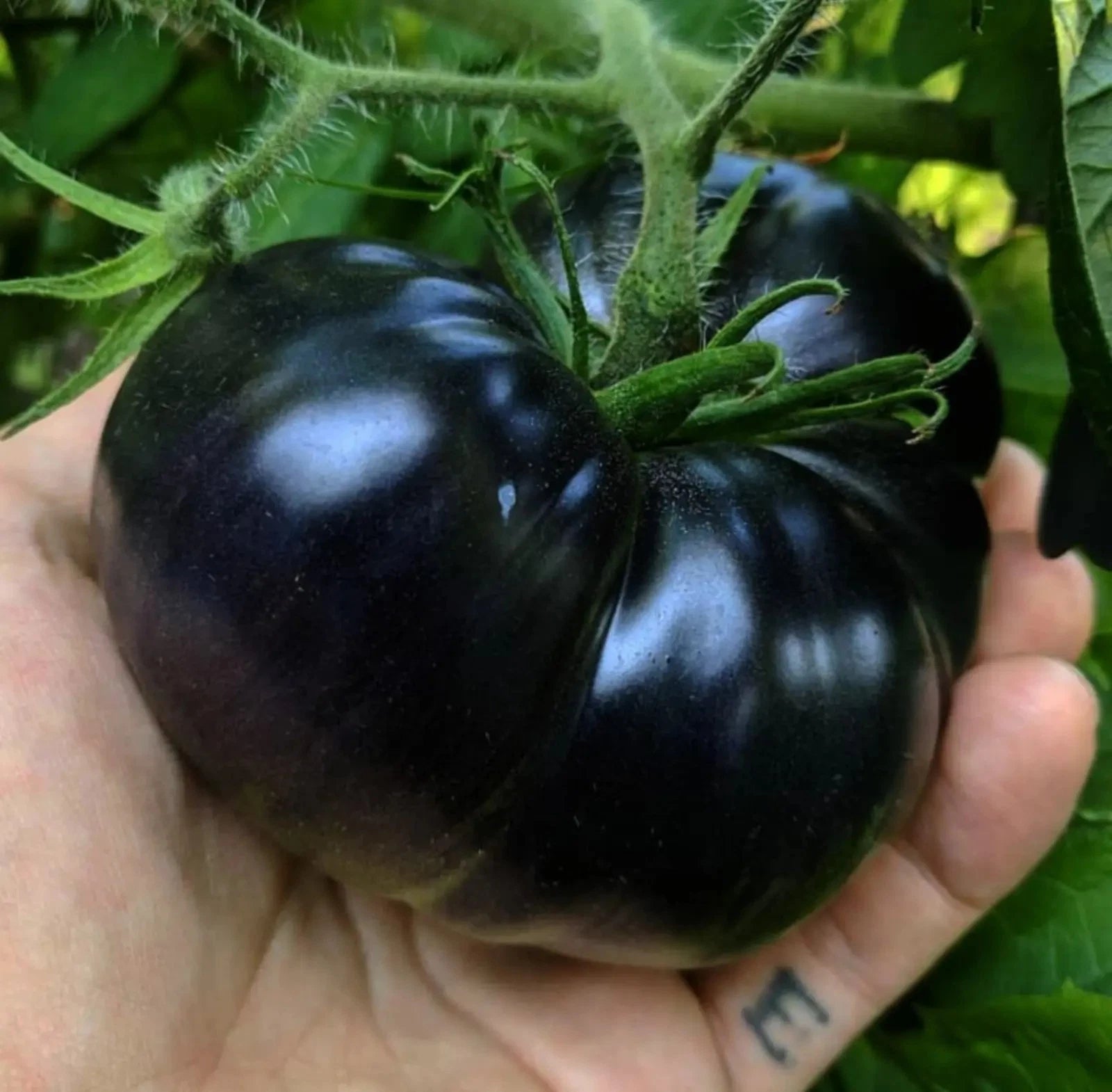 Black Sea Man Tomato Seeds - 120+ Heirloom Organic Seeds - Rare Tomato Variety (Solanum lycopersicum)