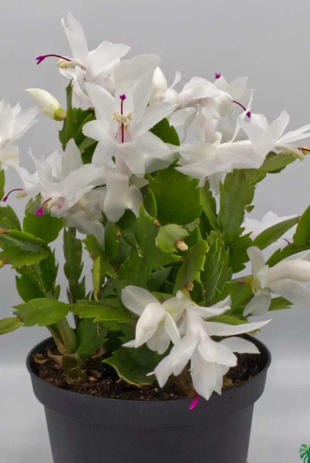 White Schlumbergera Cactus Starter Plant - Year 2025 - Indoor Houseplant - Christmas Cactus, Holiday Blooming Plant