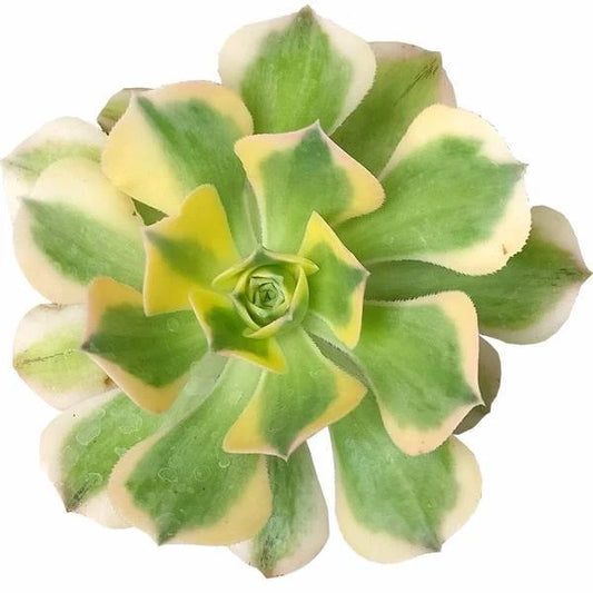 Aeonium Sunburst Variegated Succulent Plant - 2'' 4'' 6'' - Colorful Indoor Houseplant - Succulent Variety