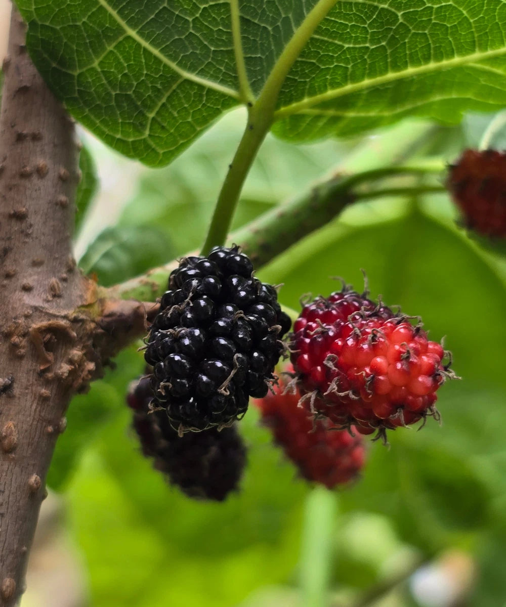Black Mulberry Cuttings - 20+ Naturally Grown Fresh Cuttings for Rooting or Grafting - Morus nigra