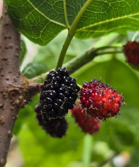 Black Mulberry Cuttings - 20+ Naturally Grown Fresh Cuttings for Rooting or Grafting - Morus nigra